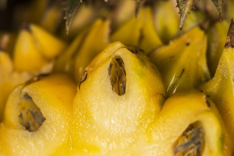 Free stock image of Pineapple Fruit Closeup created by François