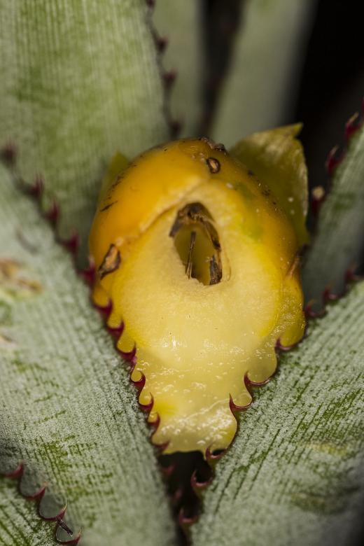 Free stock image of Yellow Fruit Closeup created by François