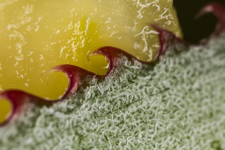 Free stock image of Fruit Macro Texture created by François