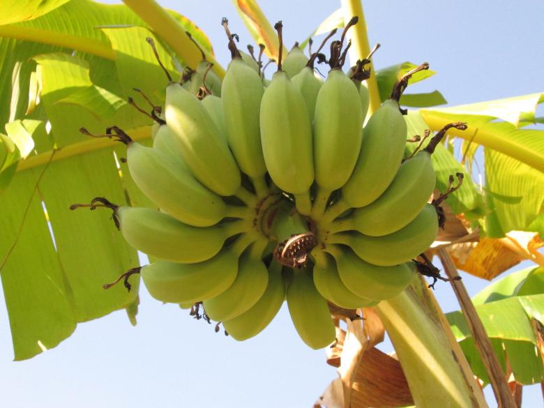 Free stock image of Bunch of ripe bananas created by Galayanee