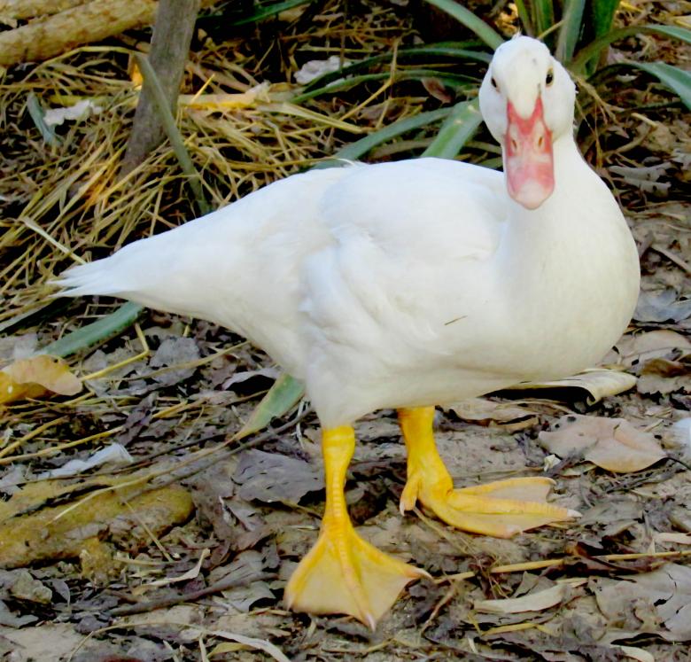 Free stock image of duck created by Galayanee