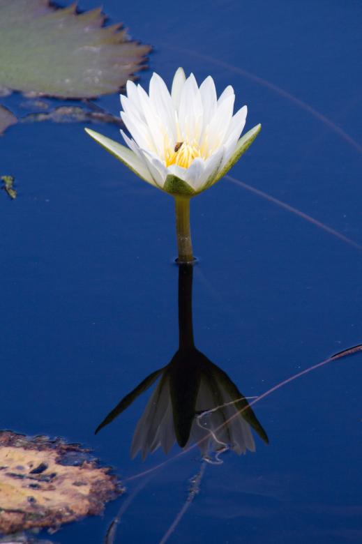 Free stock image of Water Lilly created by Geoffrey Whiteway