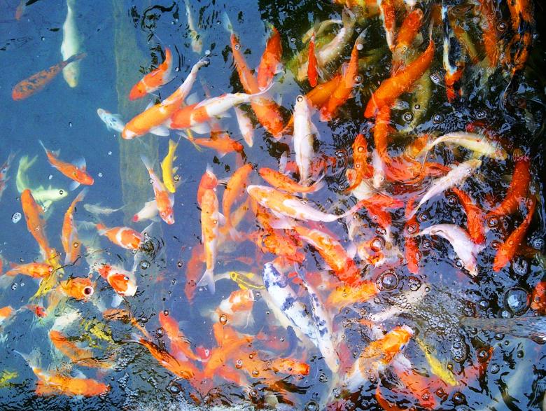 Free stock image of Koi fish created by fakhliansyah