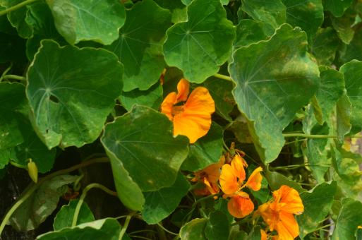 Orange Flowers - Free Stock Photo