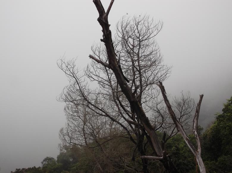 Free stock image of Dead Trees created by Ramanathan Veerappan