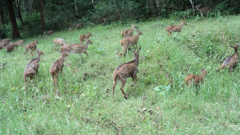 Free stock image of Deers created by Ramanathan Veerappan