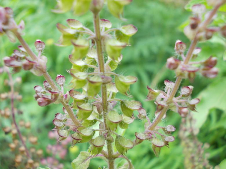Free stock image of Tulshi created by Biswanath Das