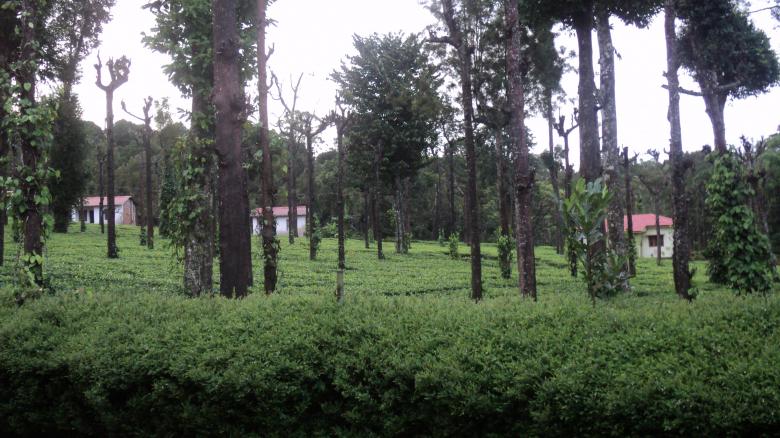 Free stock image of Waynad Hill Station created by Ramanathan Veerappan