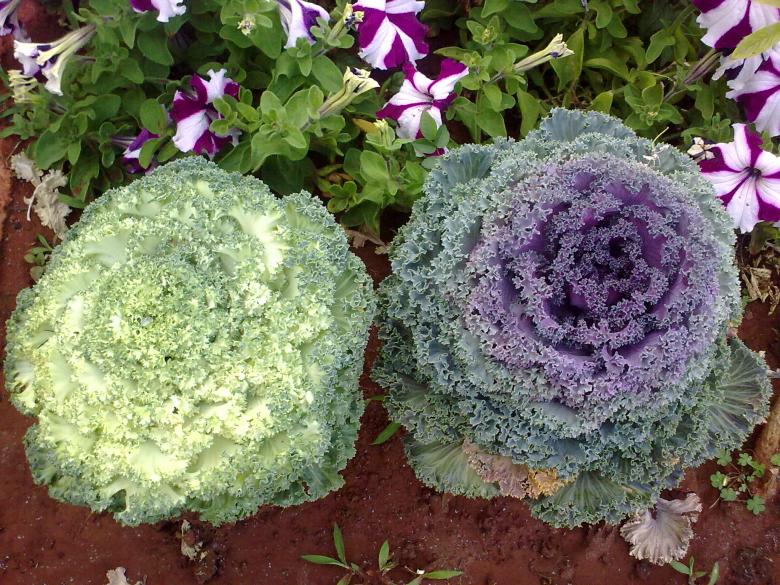 Free stock image of White/Violet Organica created by Ramanathan Veerappan