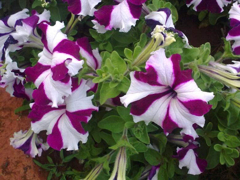 Free stock image of Violet and White Flowers created by Ramanathan Veerappan