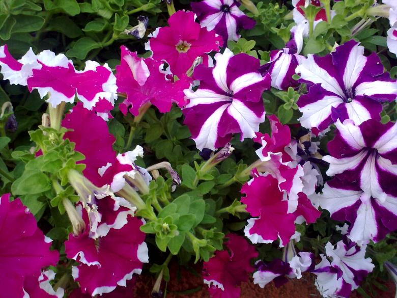 Free stock image of Pink and Violet Flowers created by Ramanathan Veerappan