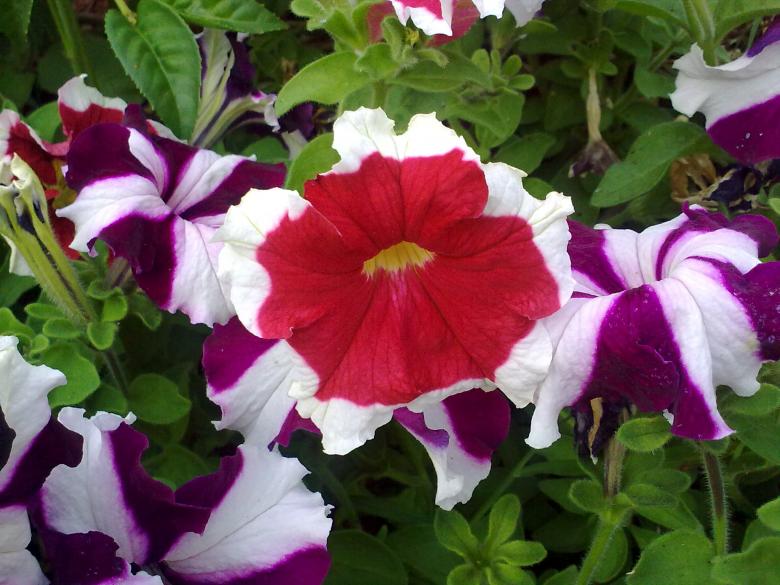 Free stock image of Red and Violet Flowers created by Ramanathan Veerappan