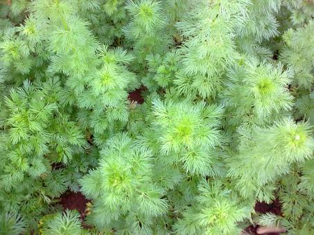 Green Plants - Free Stock Photo