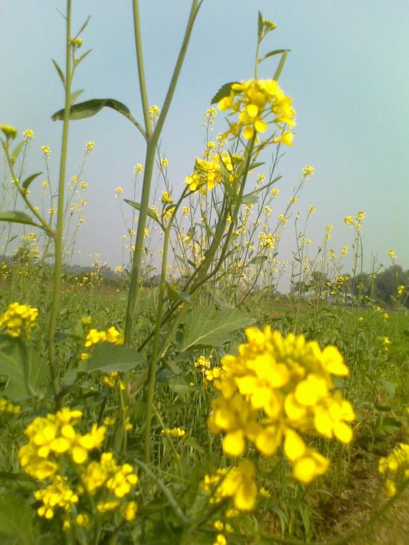 Free stock image of Yellow Flowers created by Biswanath Das