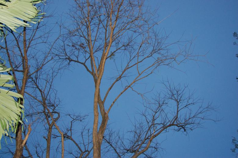 Free stock image of Treetop created by johnsherwie