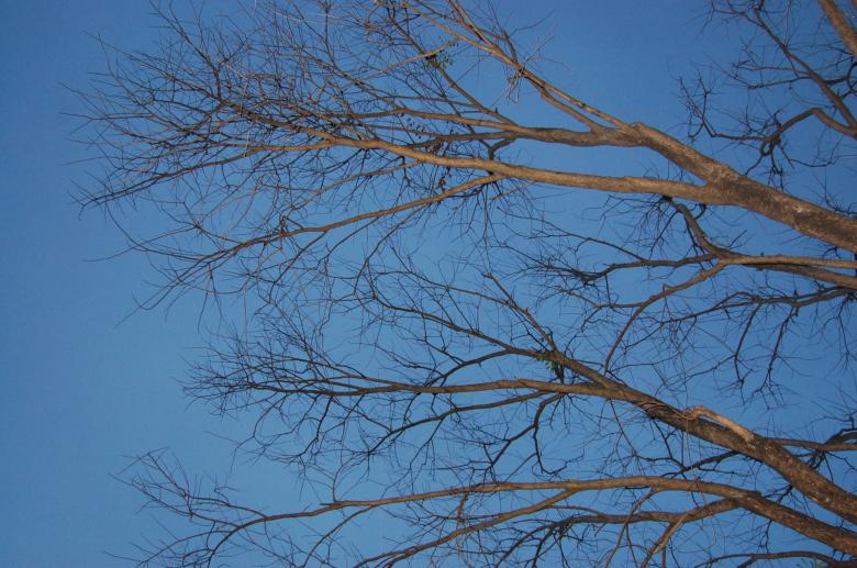 Free stock image of Treetop created by johnsherwie