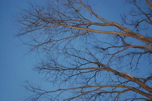Treetop - Free Stock Photo