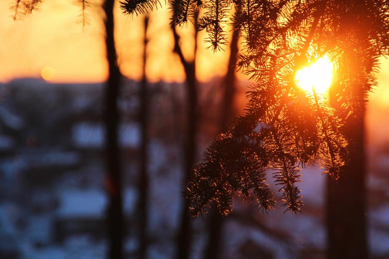 Free stock image of Tree branch in sunshine created by 2happy