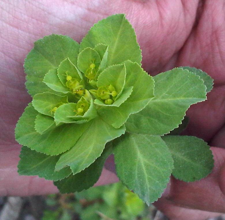 Free stock image of Flower in the Hand created by Bilal Aslam