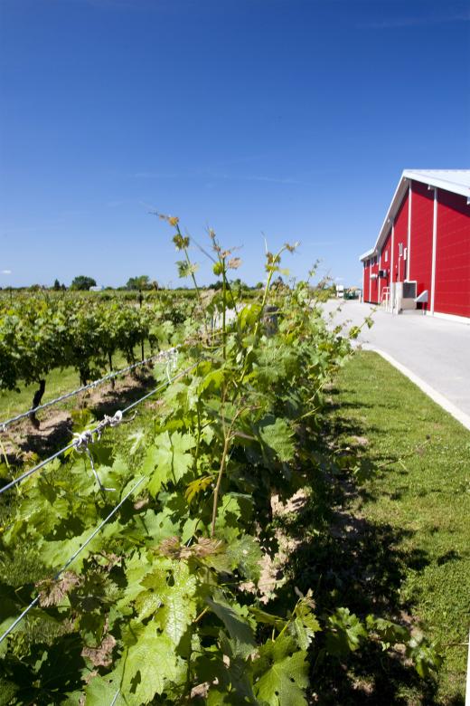 Free stock image of Vineyard created by Geoffrey Whiteway