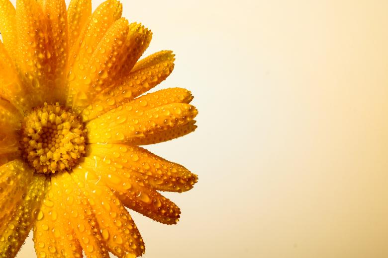 Free stock image of Flower background created by 2happy