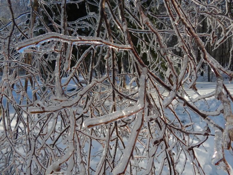 Free stock image of Ice Covered Tree Branch created by Forrest Labbe