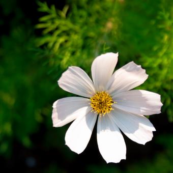 Free Stock Photo of White flower