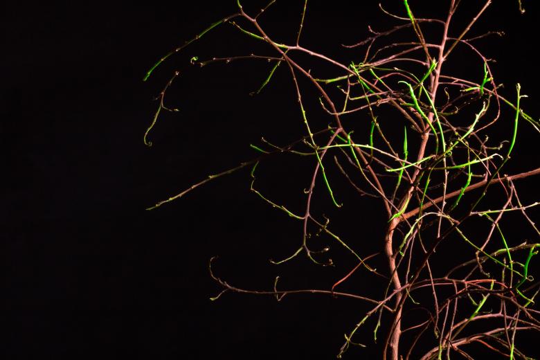 Free stock image of Leaves created by 2happy