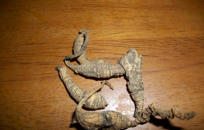 Free stock image of Appalachian Ginseng created by Nature Girl