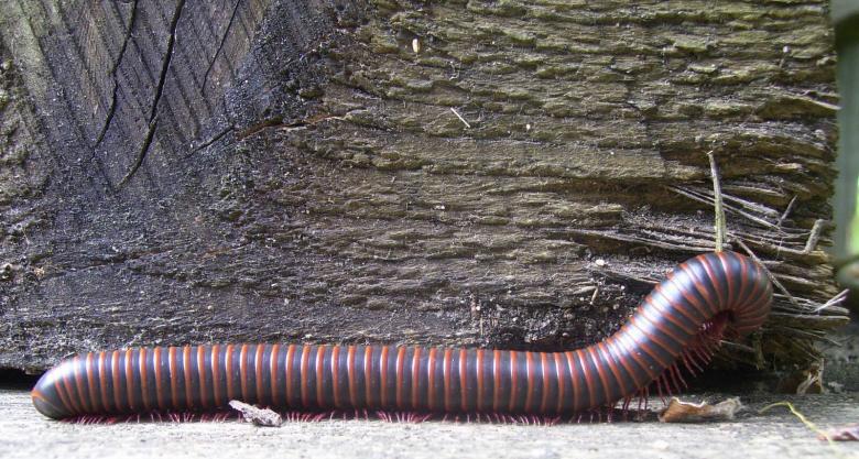 Free stock image of Milli The Millipede created by Nature Girl