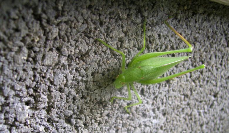 Free stock image of Katie The Katydid created by Nature Girl