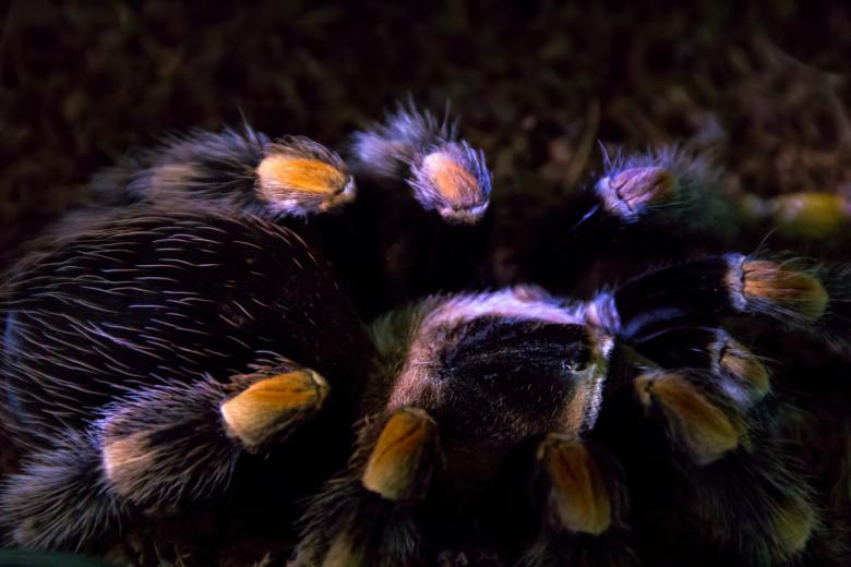 Free stock image of Spider created by 2happy