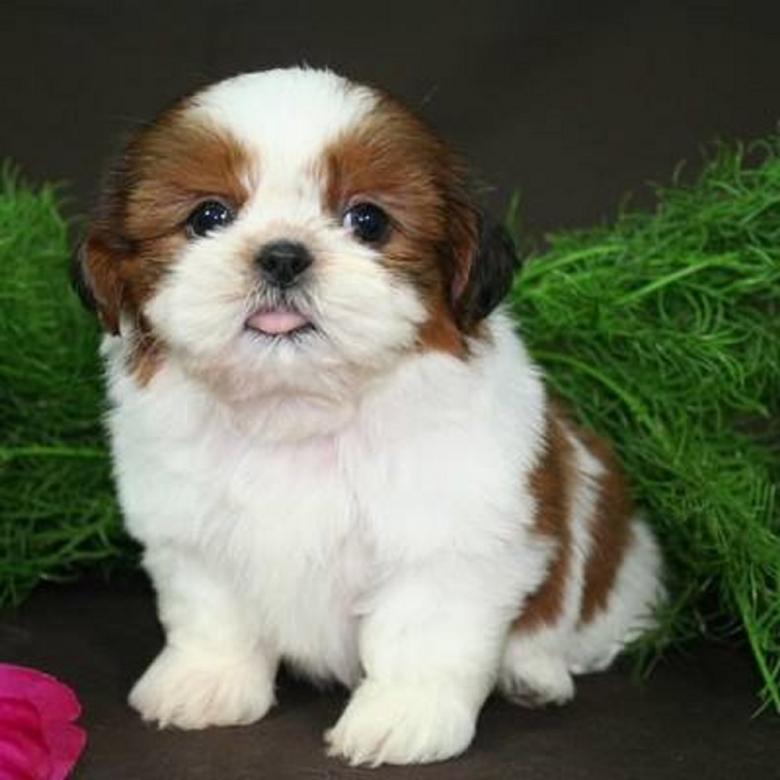 Free stock image of Nice Puppy created by balbir
