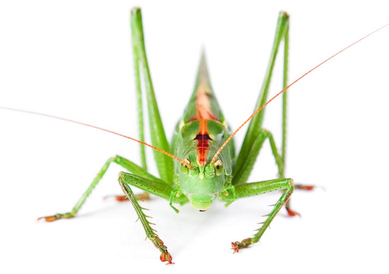 Free stock image of Locust created by 2happy