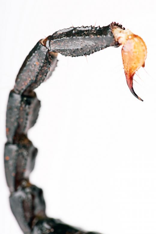 Free stock image of Scorpion tail created by 2happy