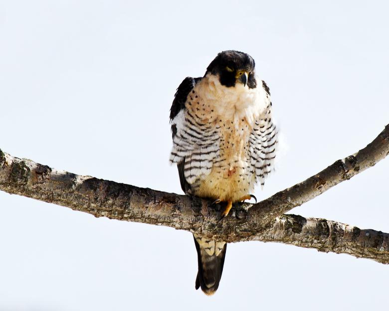 Free stock image of Peregrine Falcon created by Geoffrey Whiteway