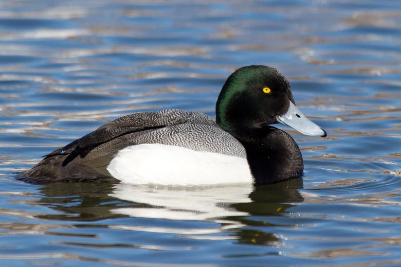 Free stock image of Greater Scaup created by Geoffrey Whiteway
