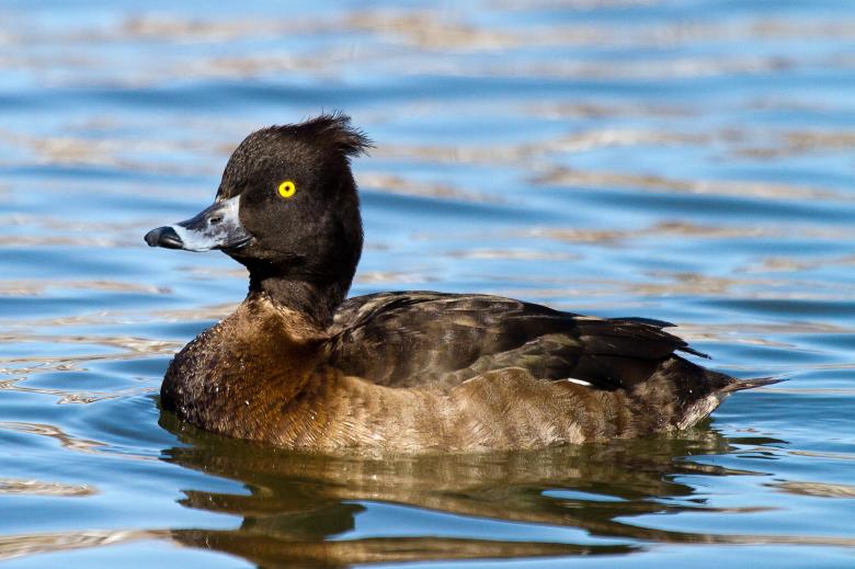 Free stock image of Tufted Duck, Aythya fuligula created by Geoffrey Whiteway