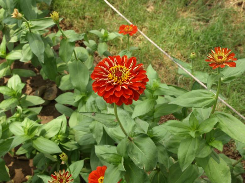 Free stock image of Red Flowers created by Bilal Aslam