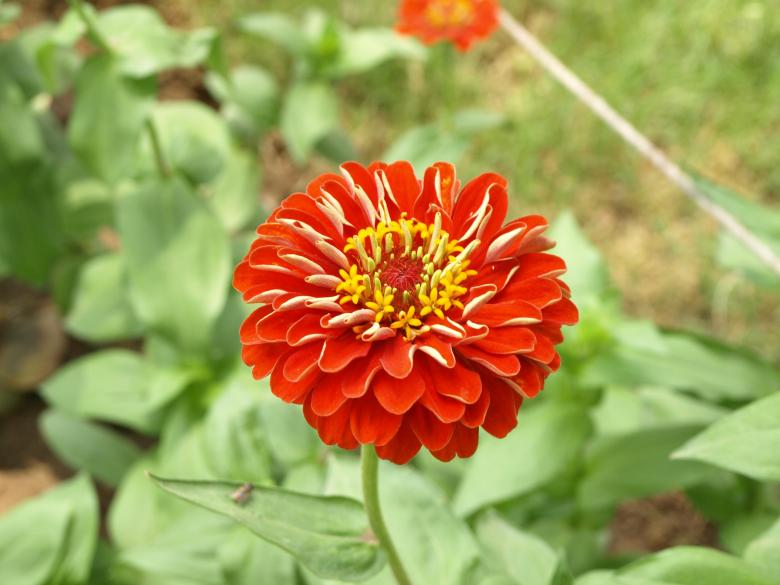 Free stock image of Red Flower created by Bilal Aslam