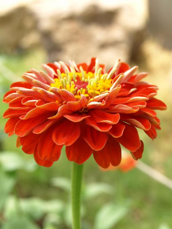 Free stock image of Red Flower created by Bilal Aslam
