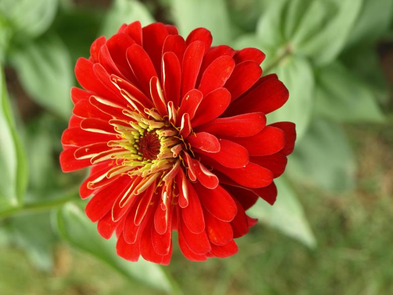 Free stock image of Red Beautiful Flower created by Bilal Aslam