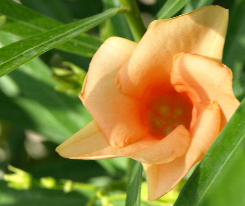 Free stock image of Beautiful Flower created by Bilal Aslam