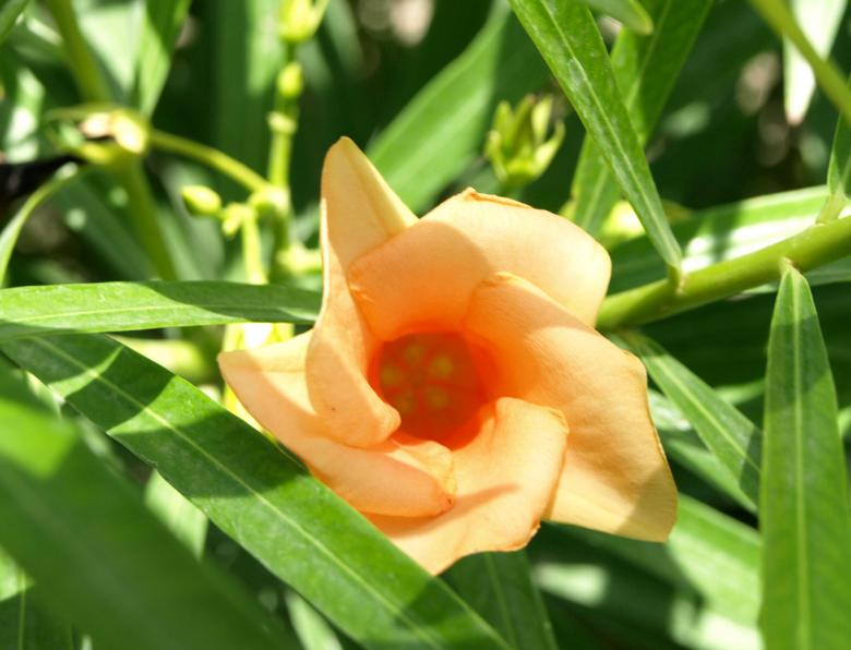 Free stock image of Flower created by Bilal Aslam