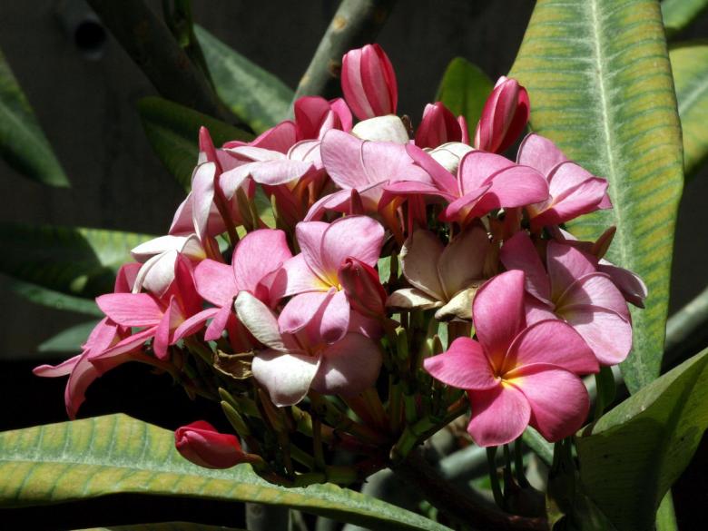 Free stock image of Flowers Bouquet created by Bilal Aslam
