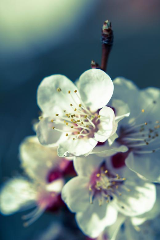 Free stock image of Spring flower created by Alen