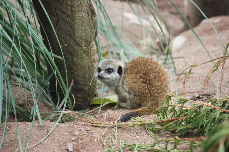 Free stock image of Meerkat created by Darren Lewis