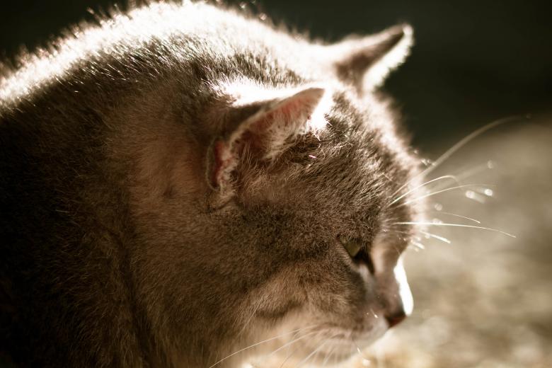 Free stock image of Cat in the sun created by Alen