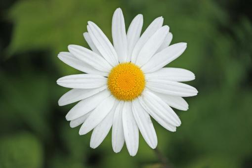 Close Up Daisy - Free Stock Photo