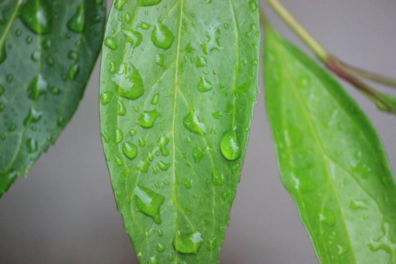 Free stock image of Rain Drops on a Leaf created by Darren Lewis